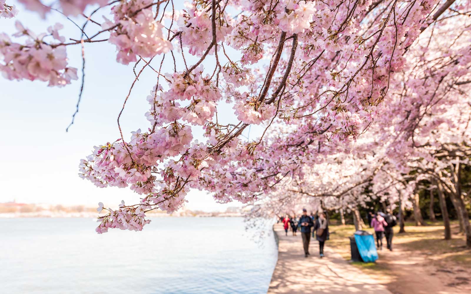 Cherry Blossom Festival 2021 – Take a Fun Trip