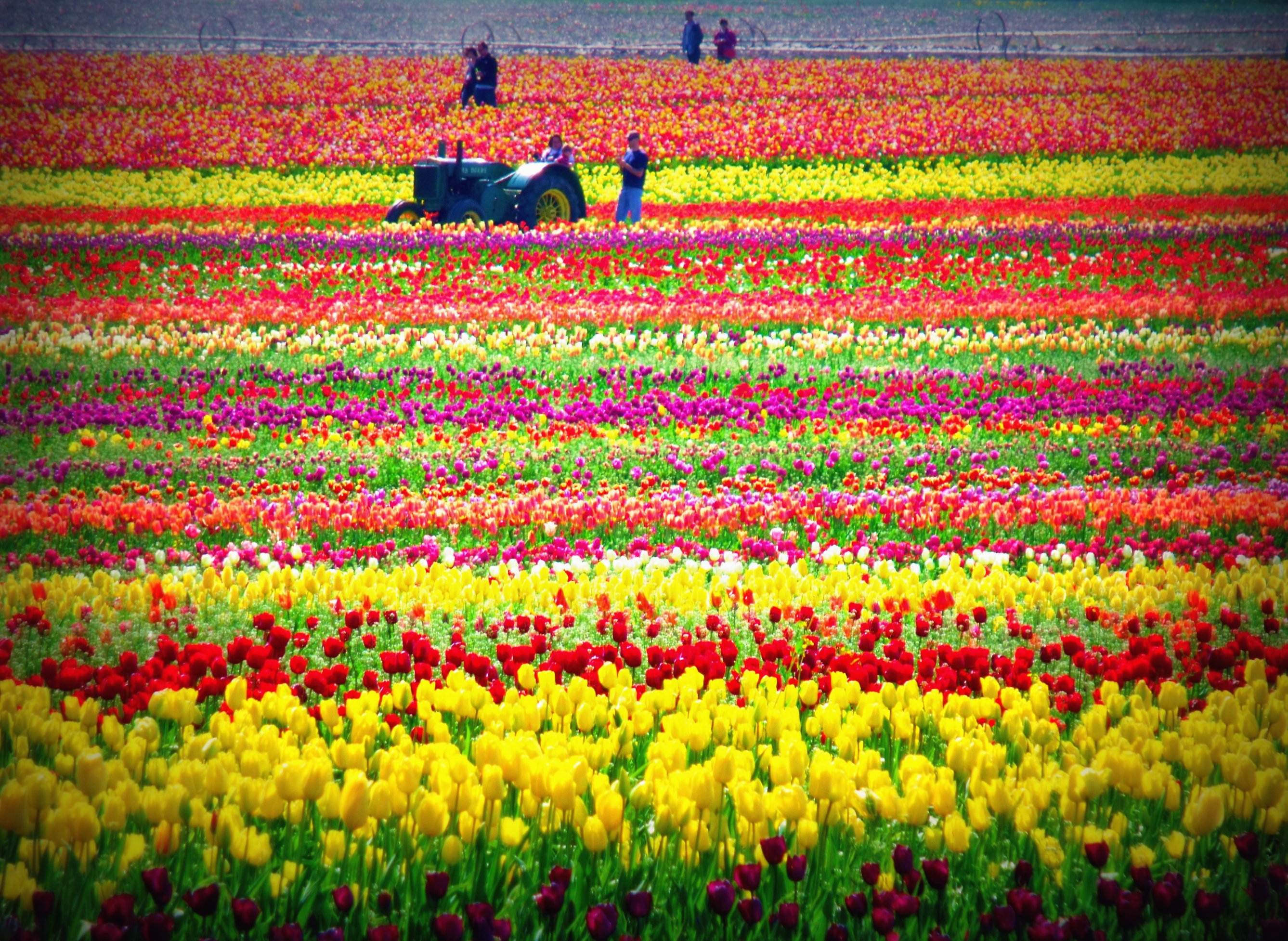 Tulip Festival 2022 Holland Michigan Spring Festival 2022