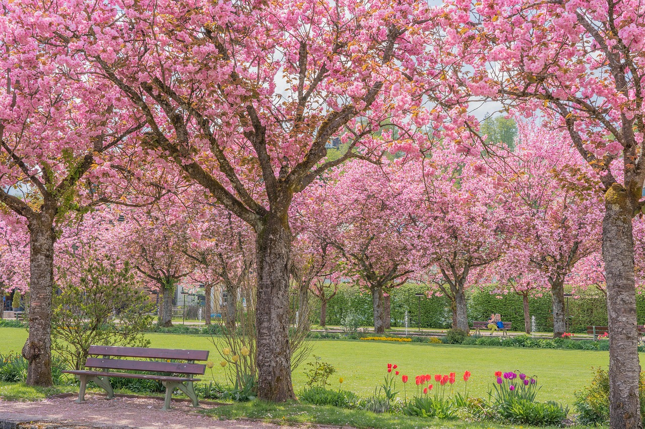 chiemseherin-cherry-blossoms-7850989_1280